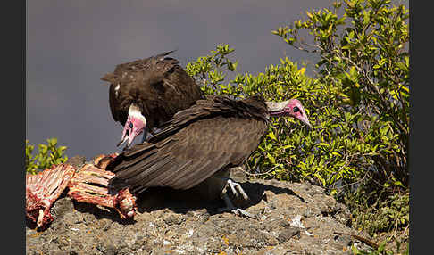 Kappengeier (Necrosyrtes monachus)