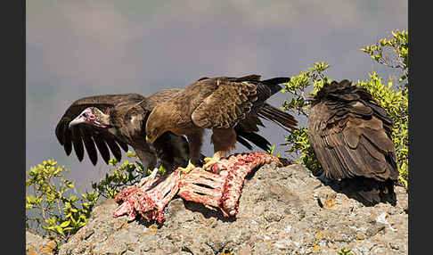 Kappengeier (Necrosyrtes monachus)