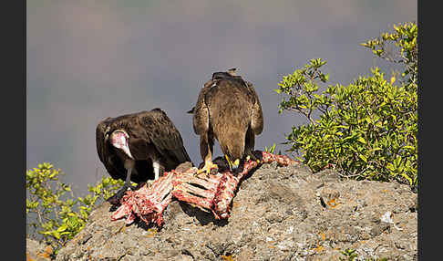 Kappengeier (Necrosyrtes monachus)