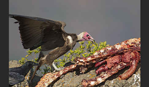 Kappengeier (Necrosyrtes monachus)