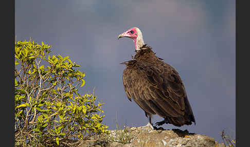 Kappengeier (Necrosyrtes monachus)