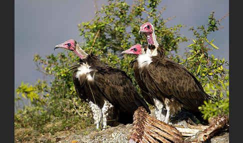 Kappengeier (Necrosyrtes monachus)