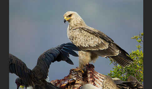 Kappengeier (Necrosyrtes monachus)