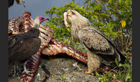 Kappengeier (Necrosyrtes monachus)