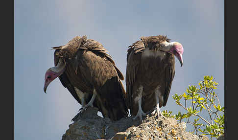 Kappengeier (Necrosyrtes monachus)