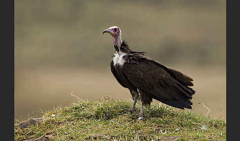 Kappengeier (Necrosyrtes monachus)