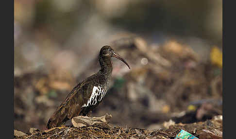 Klunkeribis (Bostrychia carunculata)