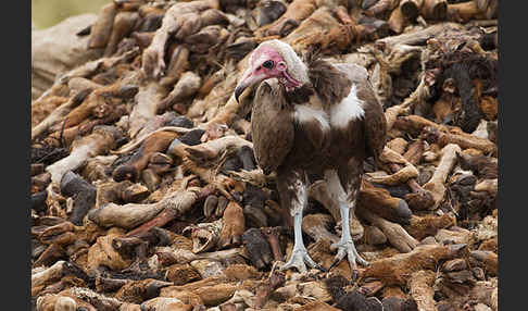 Kappengeier (Necrosyrtes monachus)