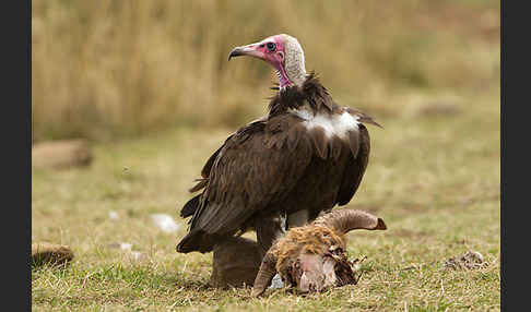 Kappengeier (Necrosyrtes monachus)