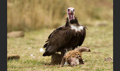 Kappengeier (Necrosyrtes monachus)