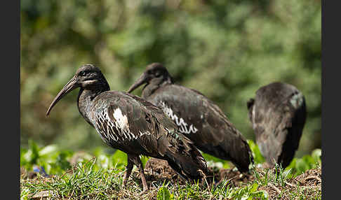 Klunkeribis (Bostrychia carunculata)