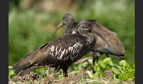 Klunkeribis (Bostrychia carunculata)