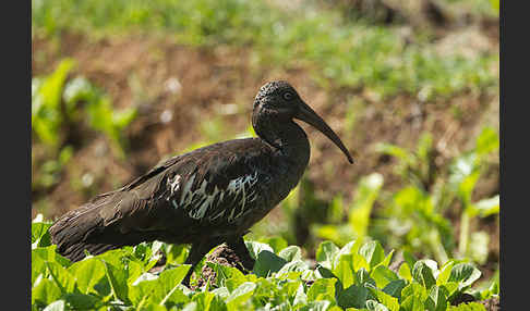 Klunkeribis (Bostrychia carunculata)