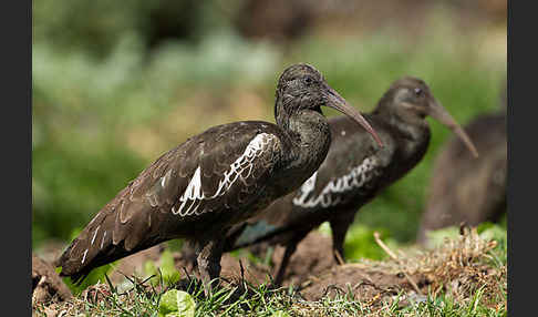 Klunkeribis (Bostrychia carunculata)