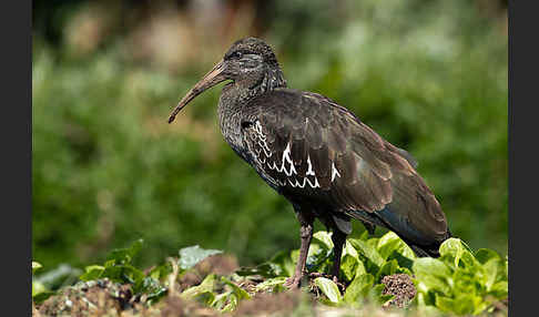 Klunkeribis (Bostrychia carunculata)