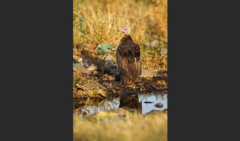 Kappengeier (Necrosyrtes monachus)