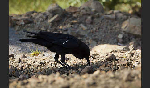 Kapkrähe (Corvus capensis)