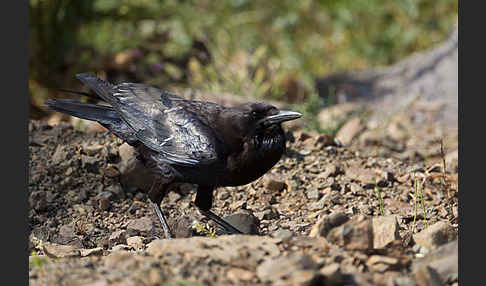 Kapkrähe (Corvus capensis)