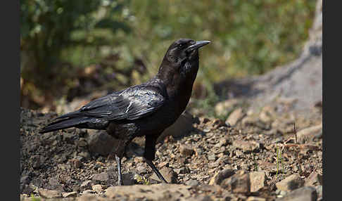 Kapkrähe (Corvus capensis)