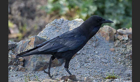 Kapkrähe (Corvus capensis)