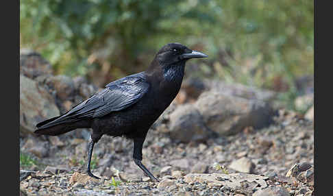 Kapkrähe (Corvus capensis)