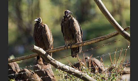 Kappengeier (Necrosyrtes monachus)