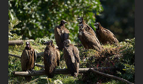 Kappengeier (Necrosyrtes monachus)