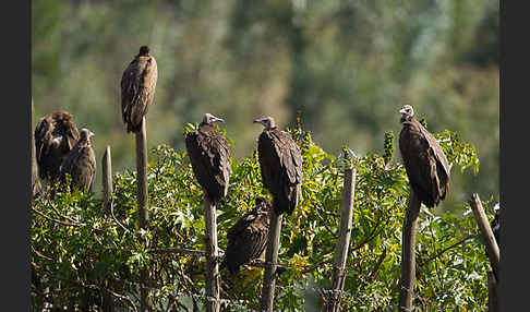 Kappengeier (Necrosyrtes monachus)