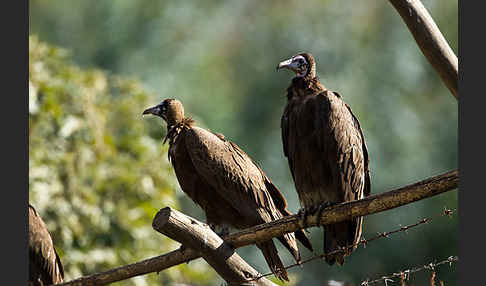 Kappengeier (Necrosyrtes monachus)