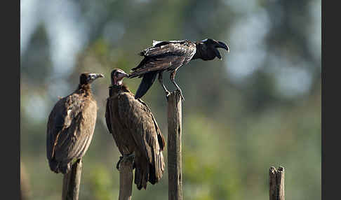 Erzrabe (Corvus crassirostris)