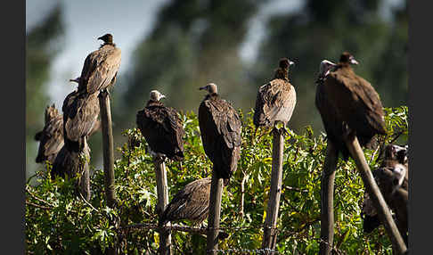 Kappengeier (Necrosyrtes monachus)