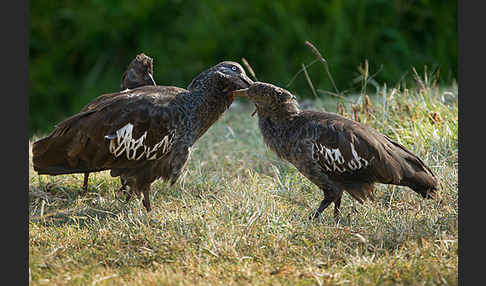 Klunkeribis (Bostrychia carunculata)