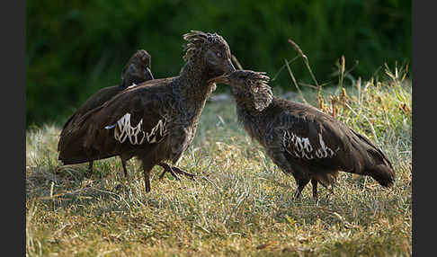 Klunkeribis (Bostrychia carunculata)