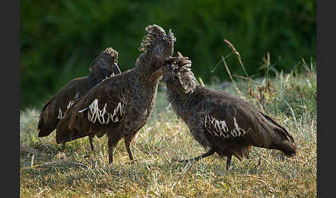 Klunkeribis (Bostrychia carunculata)