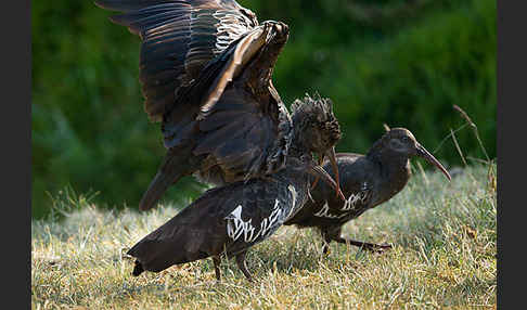 Klunkeribis (Bostrychia carunculata)