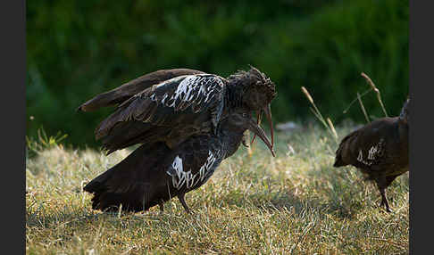 Klunkeribis (Bostrychia carunculata)