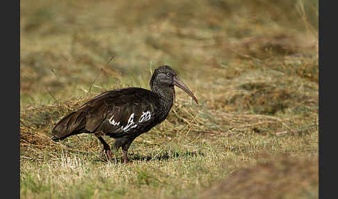 Klunkeribis (Bostrychia carunculata)