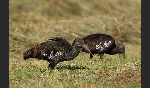 Klunkeribis (Bostrychia carunculata)