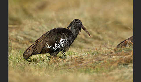 Klunkeribis (Bostrychia carunculata)