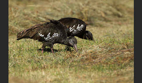 Klunkeribis (Bostrychia carunculata)