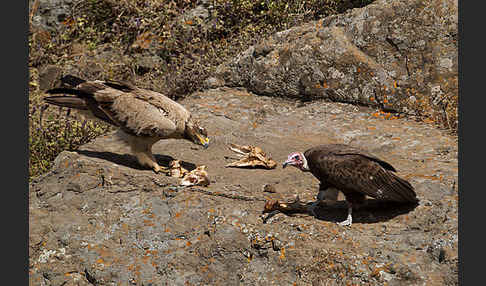 Kappengeier (Necrosyrtes monachus)