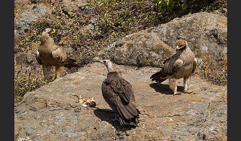 Kappengeier (Necrosyrtes monachus)