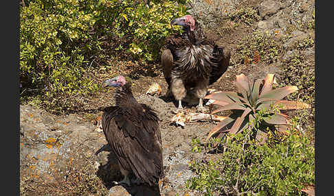 Ohrengeier (Aegypius tracheliotus)