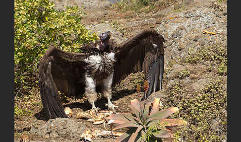 Ohrengeier (Aegypius tracheliotus)