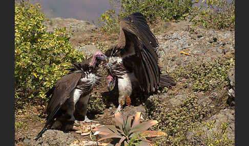 Ohrengeier (Aegypius tracheliotus)