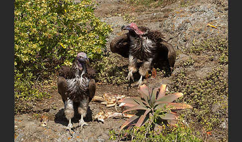 Ohrengeier (Aegypius tracheliotus)