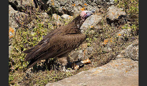 Ohrengeier (Aegypius tracheliotus)