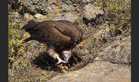 Ohrengeier (Aegypius tracheliotus)