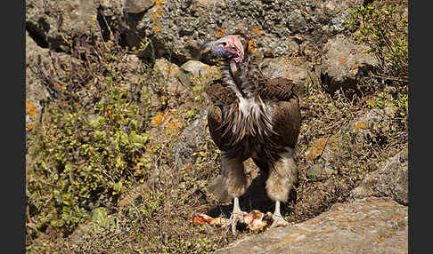 Ohrengeier (Aegypius tracheliotus)