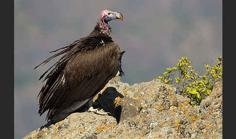 Ohrengeier (Aegypius tracheliotus)